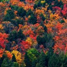 The Little House Among Autumn Woods